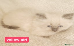 Ragdoll cats for sale: Pure ragdoll kittens READY NOW!! - Image 17