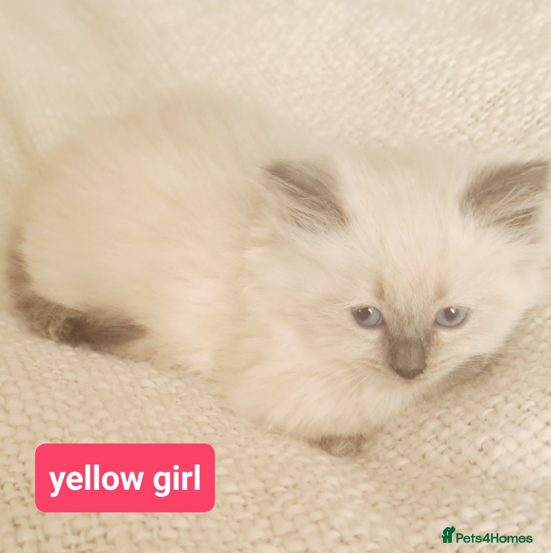 Ragdoll cats for sale: Pure ragdoll kittens READY NOW!! - Image 17