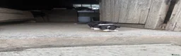 Border Collie dogs for sale: Border collie pups for sale - Advert 6