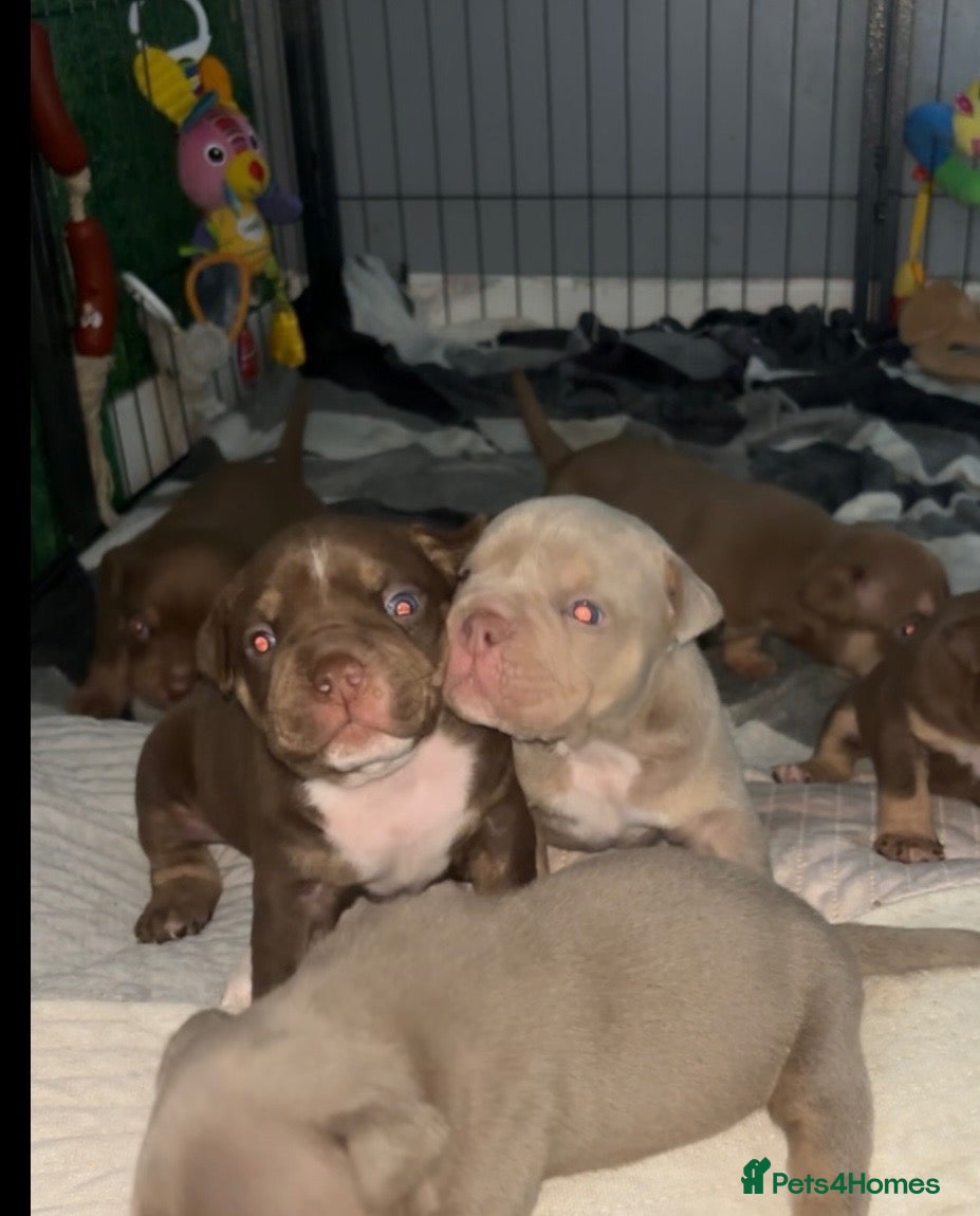 American Bully dogs American micro bully’s  - Advert 1