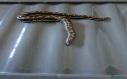 Boa Snake reptiles for sale: Sand boas all need to go  - Image 10