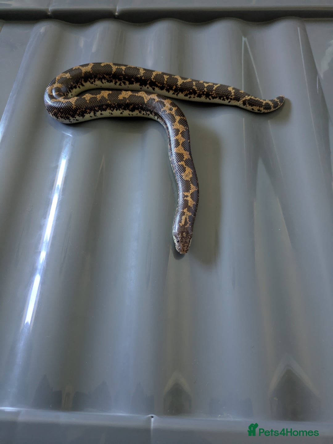 Boa Snake reptiles for sale: Sand boas all need to go  - Image 10