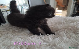Mixed Breed cats for sale: 4 Stunning kittens for sale - Image 4