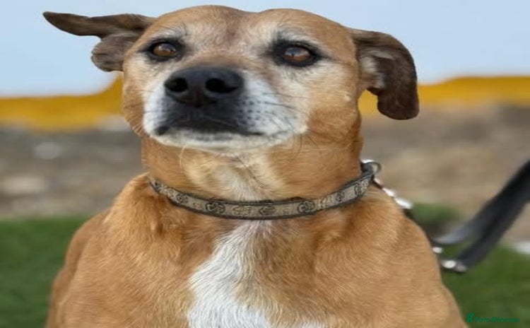 Mixed Breed dogs - Advert 5