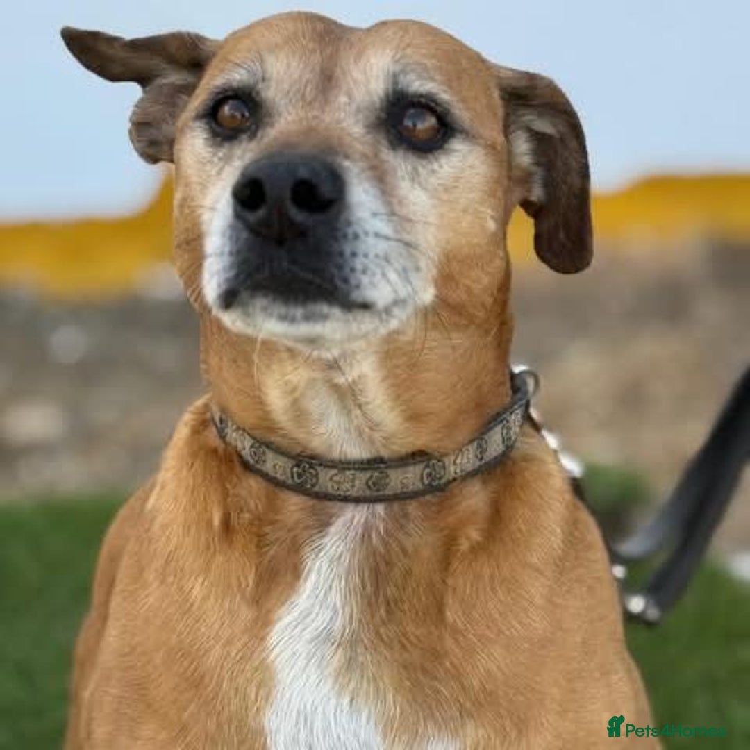 Mixed Breed dogs for adoption: REX - 🆘 Please don’t let me die in the kennels.  - Image 1