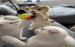 Scottish Fold cats for sale: Scottish fold and straight femals - Image 9