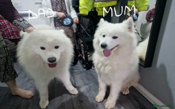 Samoyed dogs for sale: Beautiful Samoyed Puppies Ready Soon! - Advert 4
