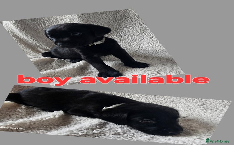 Labrador Retriever dogs - Advert 6