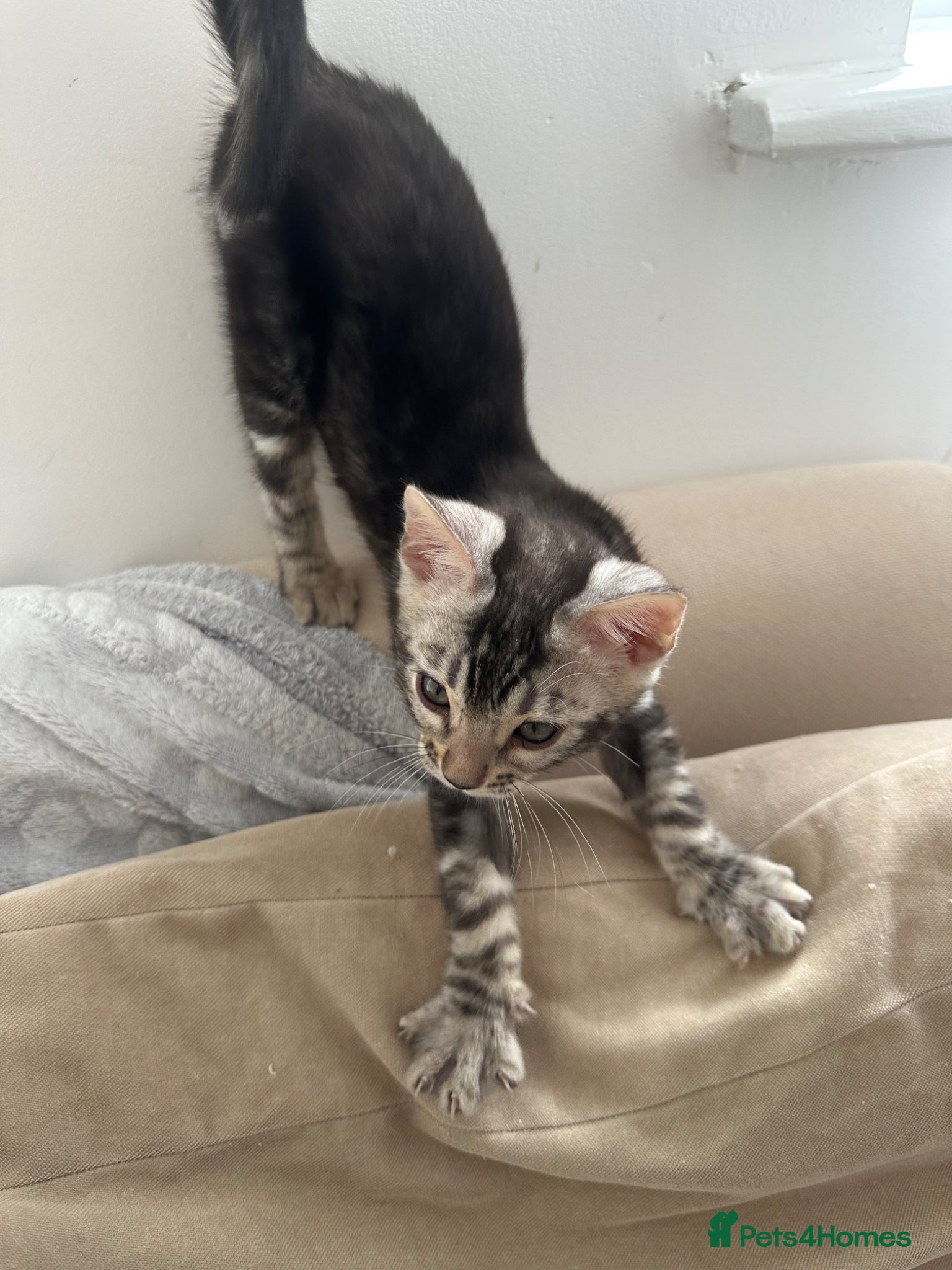 Bengal cats for sale: Bengal kittens for sale in Saffron Walden - Advert 4