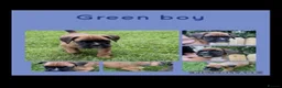 Boxer dogs for sale: Beautiful boxer puppies!! Ready to go!!! - Advert 10