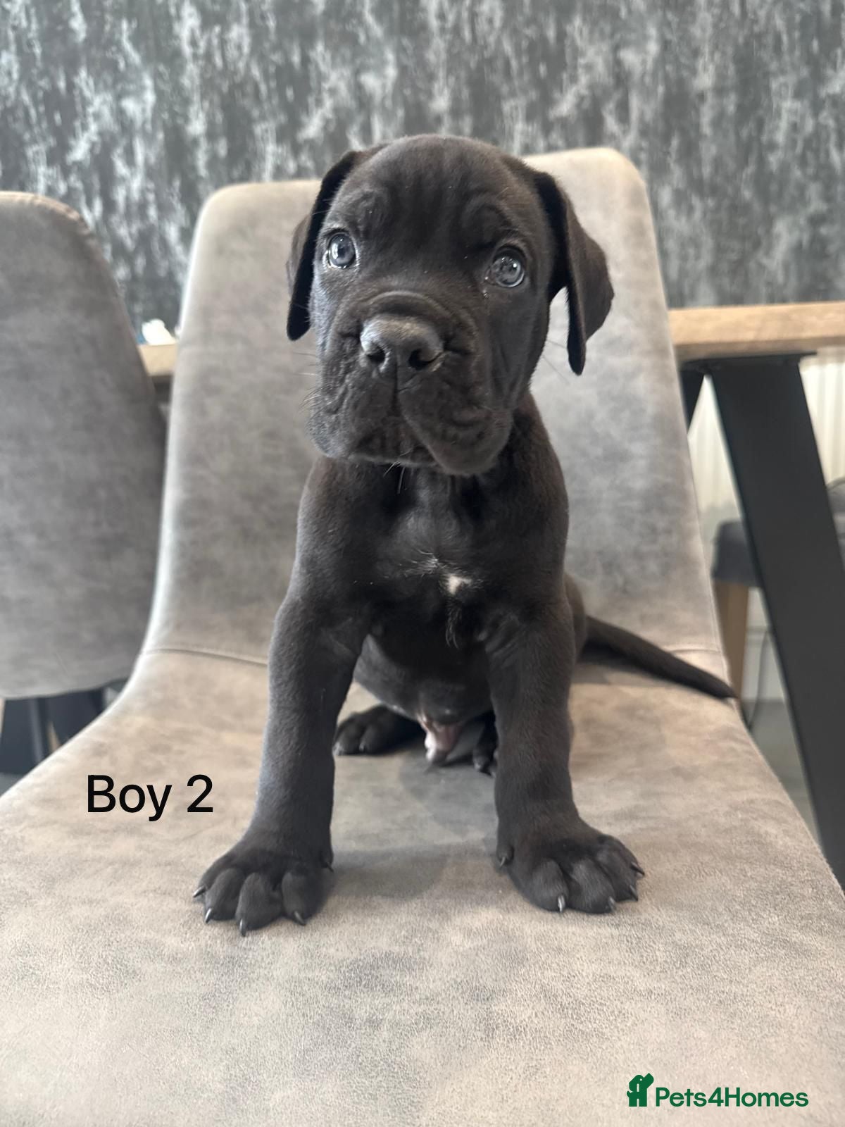 Cane Corso dogs Cane Corso puppies excellent example of the breed  - Advert 2