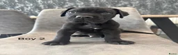Cane Corso dogs for sale: Ready to collect Exceptional Cane Corso puppies   - Advert 18
