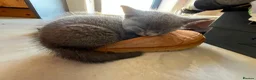 British Shorthair cats for sale: BSH kittens  - Advert 11
