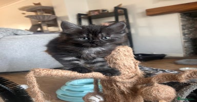 Maine Coon cats - Advert 2