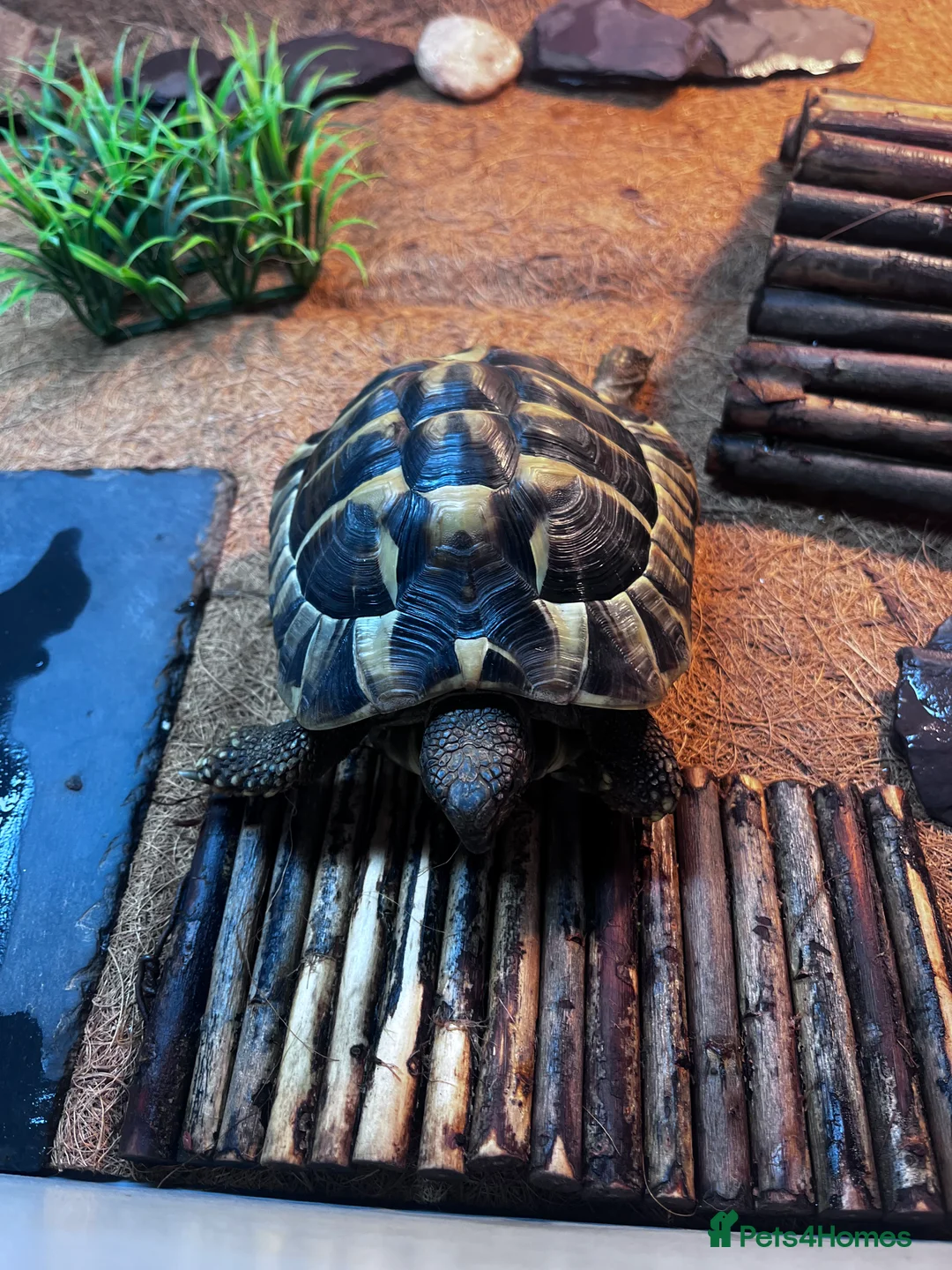 Hermann Tortoise reptiles for sale: Hermann Tortoise in Bude - Advert 2