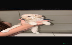 Miniature Poodle dogs for sale: Miniature Merle poodle puppies 🌈🐶❤️ - Advert 13