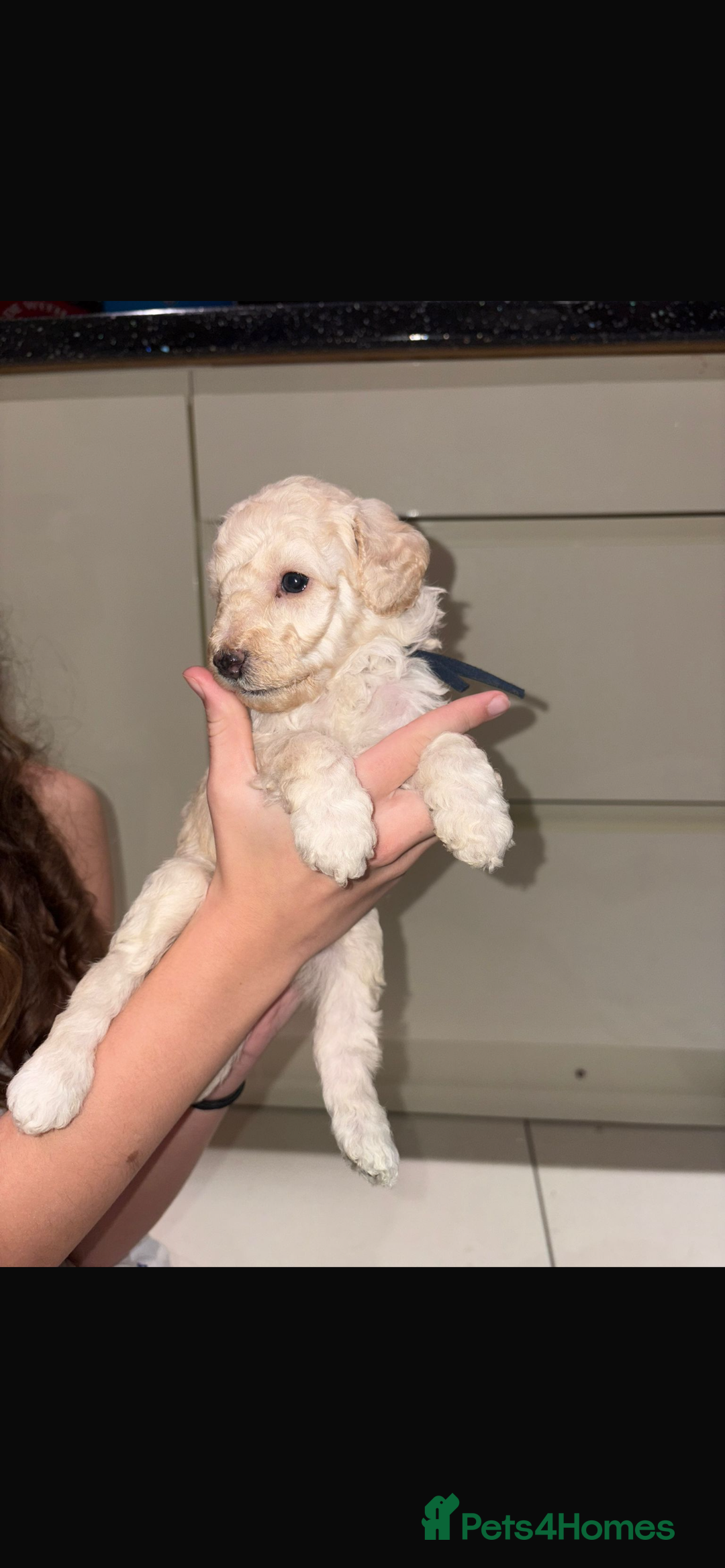 Miniature Poodle dogs for sale: Miniature Merle poodle puppies 🌈🐶❤️ - Advert 13