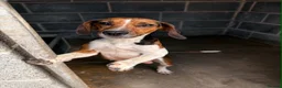 Mixed Breed dogs for sale: Beagle x patterdale in Sheffield - Advert 1
