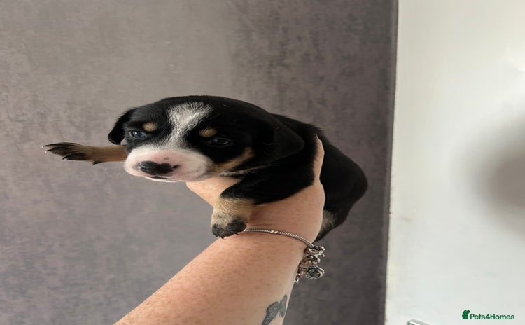 Mixed Breed dogs - Advert 1
