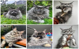 Maine Coon cats for sale: Russian Import Maine Coon Kittens  - Image 12
