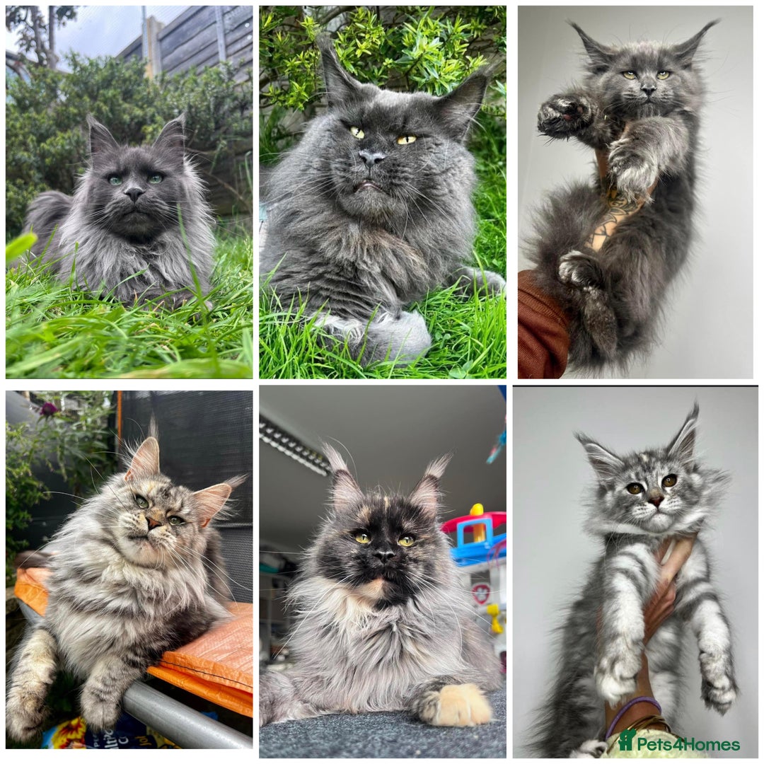 Maine Coon cats for sale: Russian Import Maine Coon Kittens  - Image 12