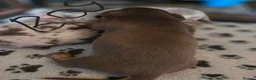 Miniature Dachshund dogs for sale: Chocolate and tan miniature dashounds - Advert 7
