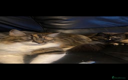 Maine Coon cats for sale: Maine Coon cross Ragamuffin kittens.  - Image 3