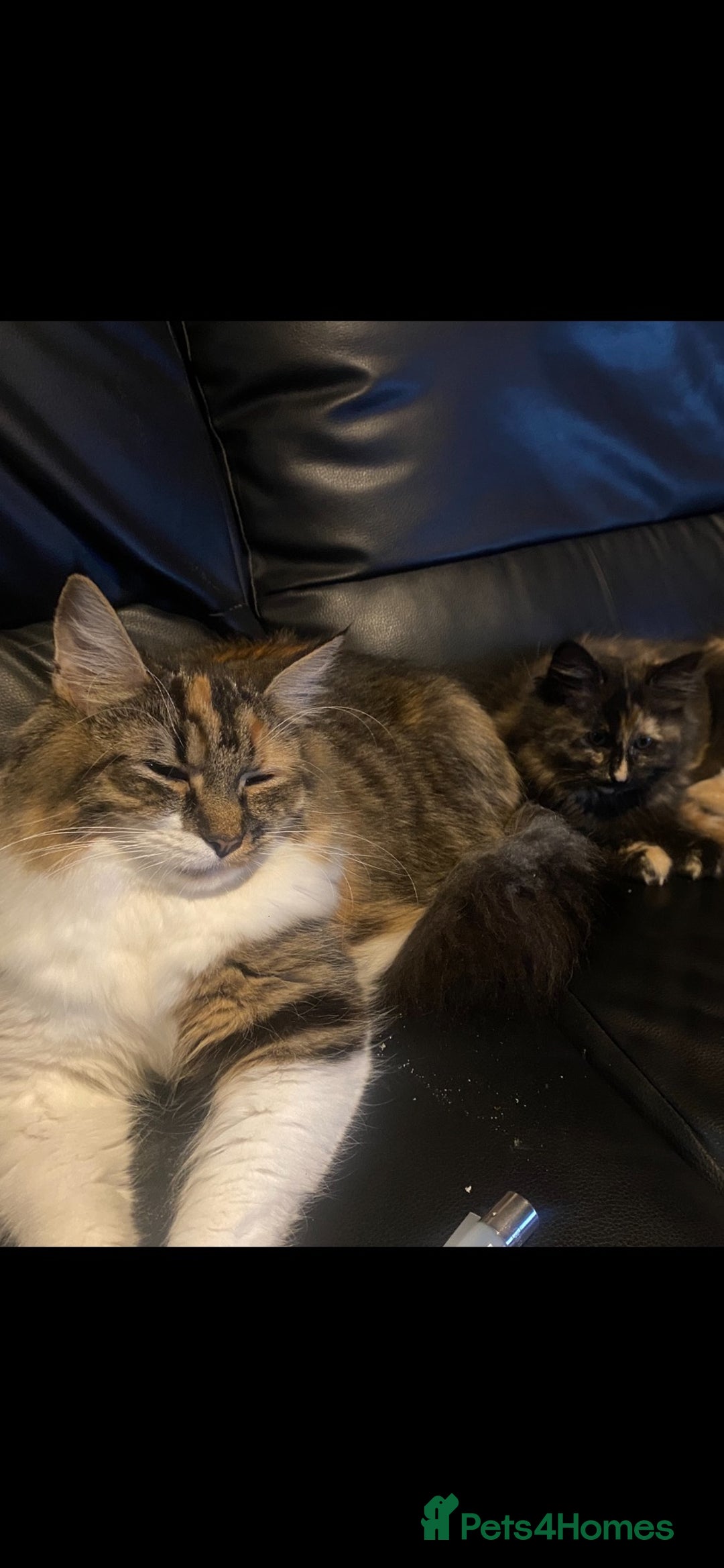 Maine Coon cats for sale: Maine Coon cross Ragamuffin kittens.  - Image 3
