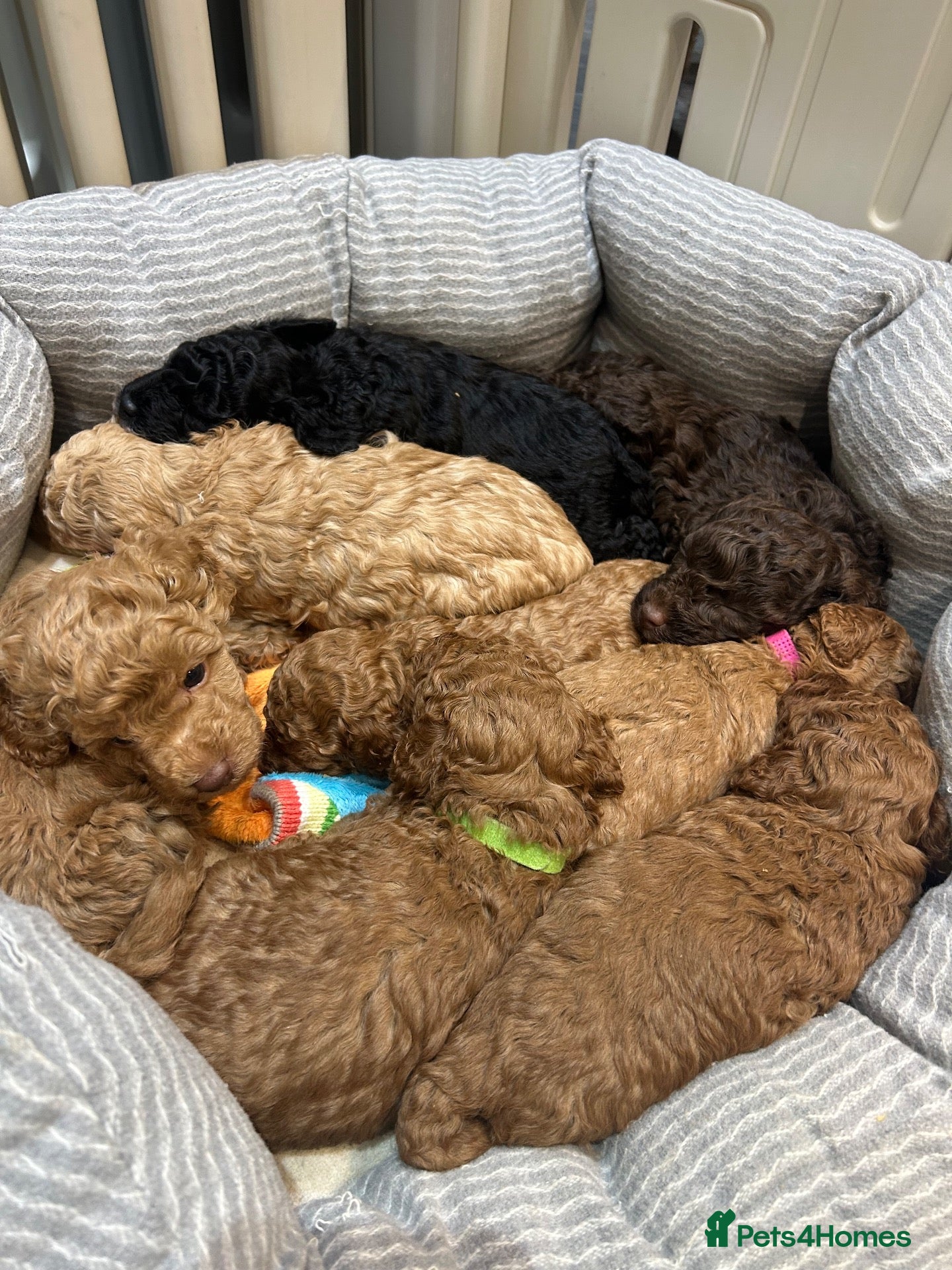 Toy Poodle dogs Stunning toy poodles  - Advert 1
