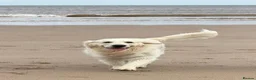 Golden Retriever dogs for stud: MURPHY: GENETICALLY CLEAR, HANDSOME STUD DOG - Advert 7