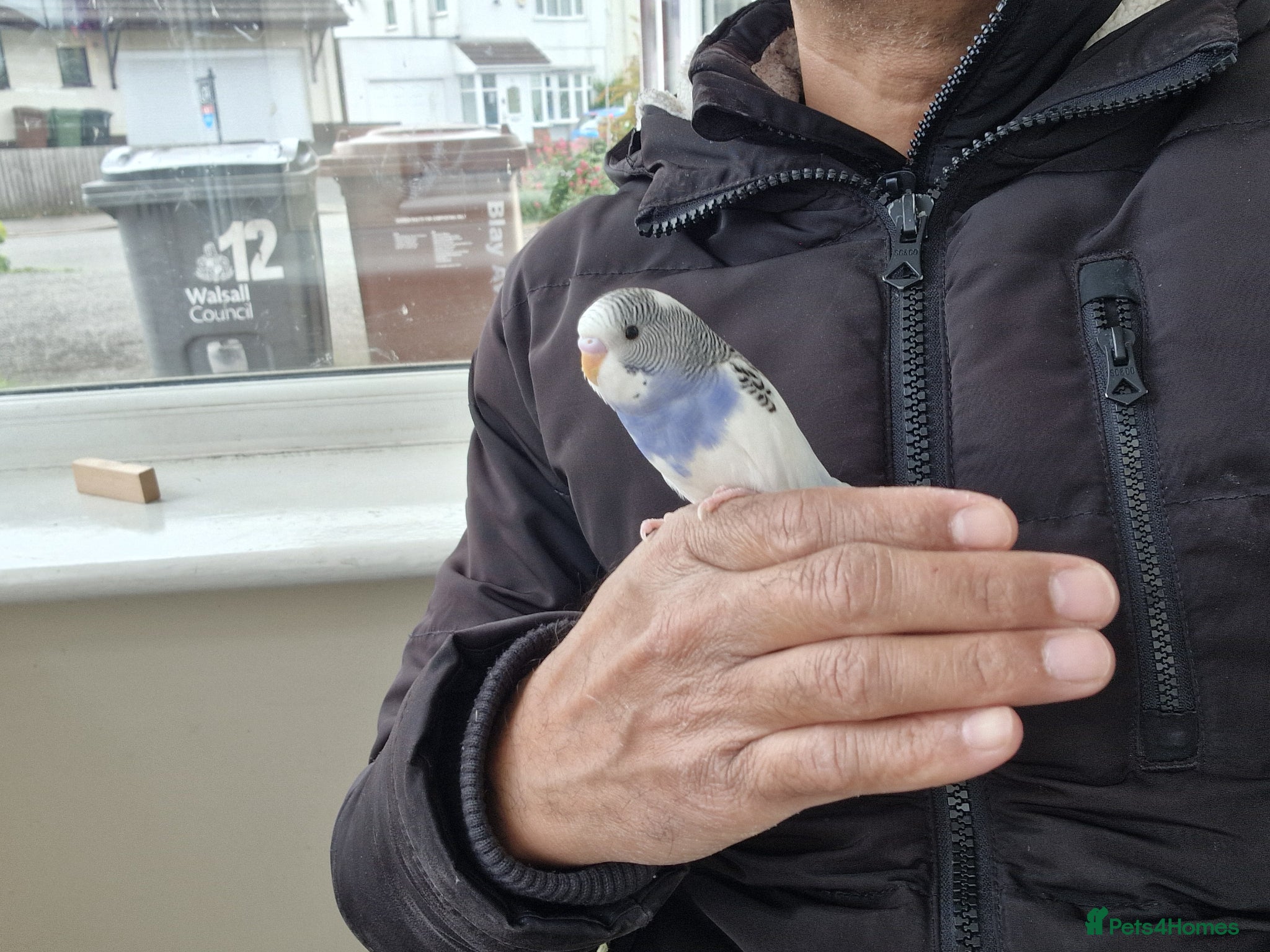 Budgerigars birds Super hand tamed baby budgies  - Advert 7