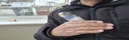 Budgerigars birds for sale: Super hand tamed baby budgies  - Advert 7