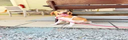 Mixed Breed dogs for adoption: Gretchen is ready to steal your heart in Newton Abbot - Advert 8