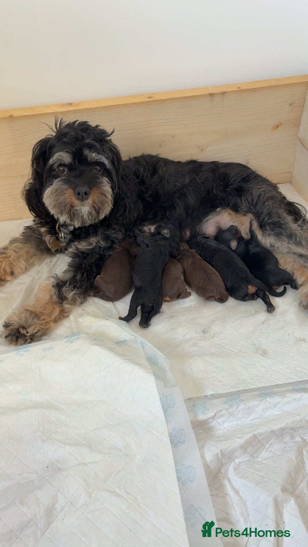 Cavapoo dogs for sale: ⭐️CAVAPOO F1B PUPPIES⭐️ - Image 16