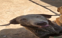 Labrador Retriever dogs for sale: Labrador for sale  - Image 1