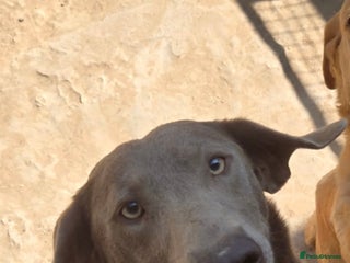 Labrador Retriever dogs - Advert 2