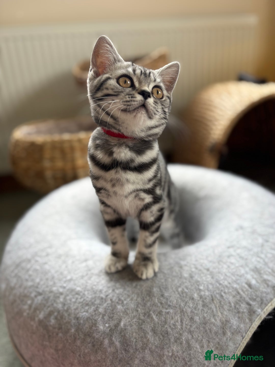British Shorthair cats for sale: ❤️❤️ GORGEOUS SILVER TABBY BSH GCCF ❤️❤️ - Image 9
