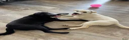 Labrador Retriever dogs for sale: Amazing Labrador  - Advert 1