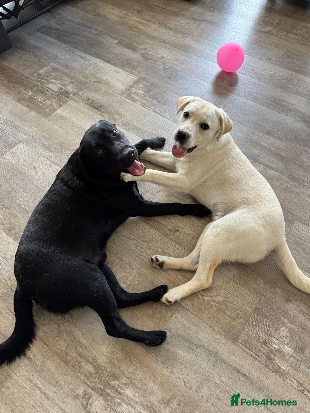 Labrador Retriever dogs for sale: Amazing Labrador  - Advert 1