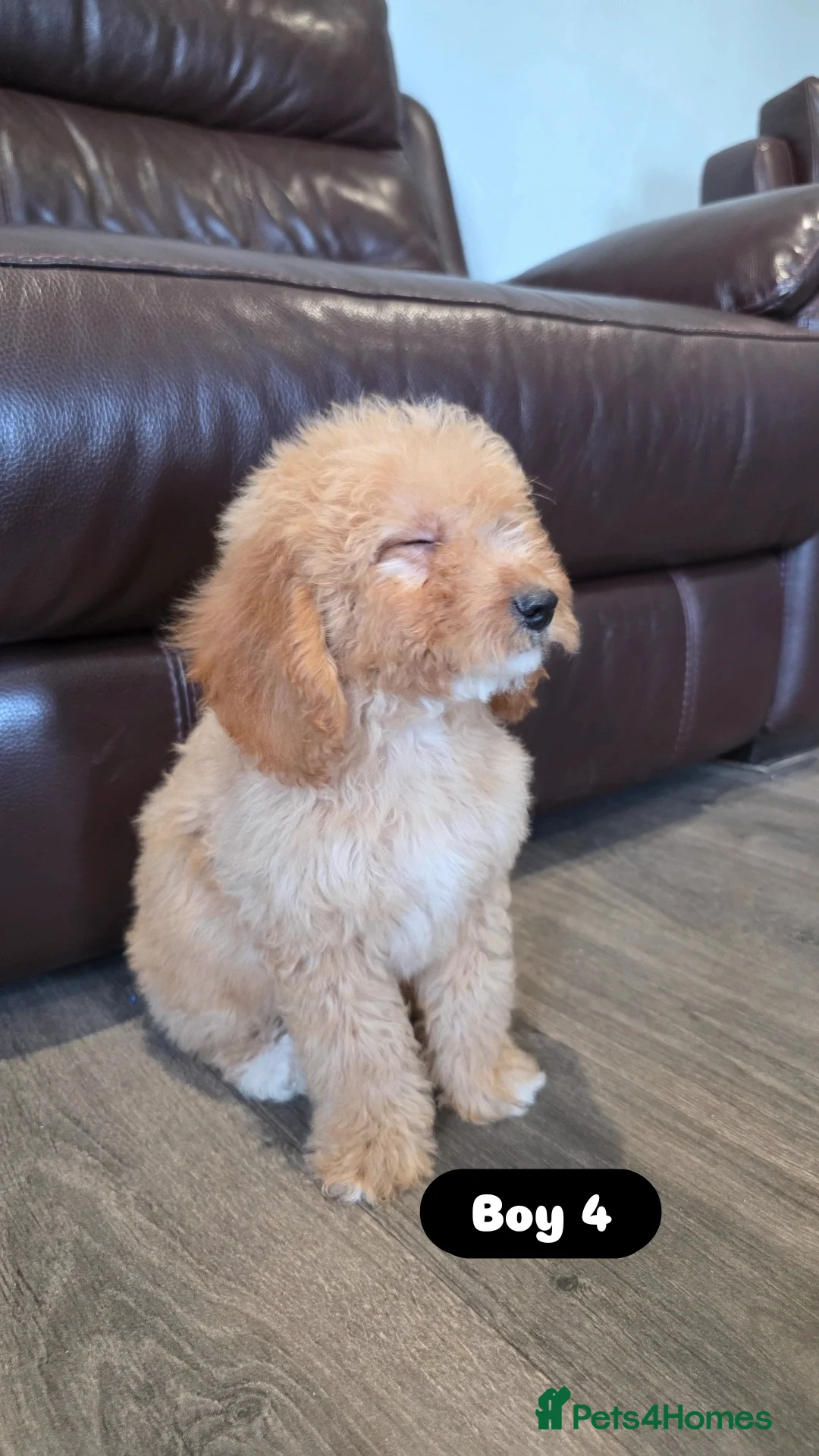 Cockapoo dogs for sale: Adorable Cockapoo pups 🦴🐾 - Image 23