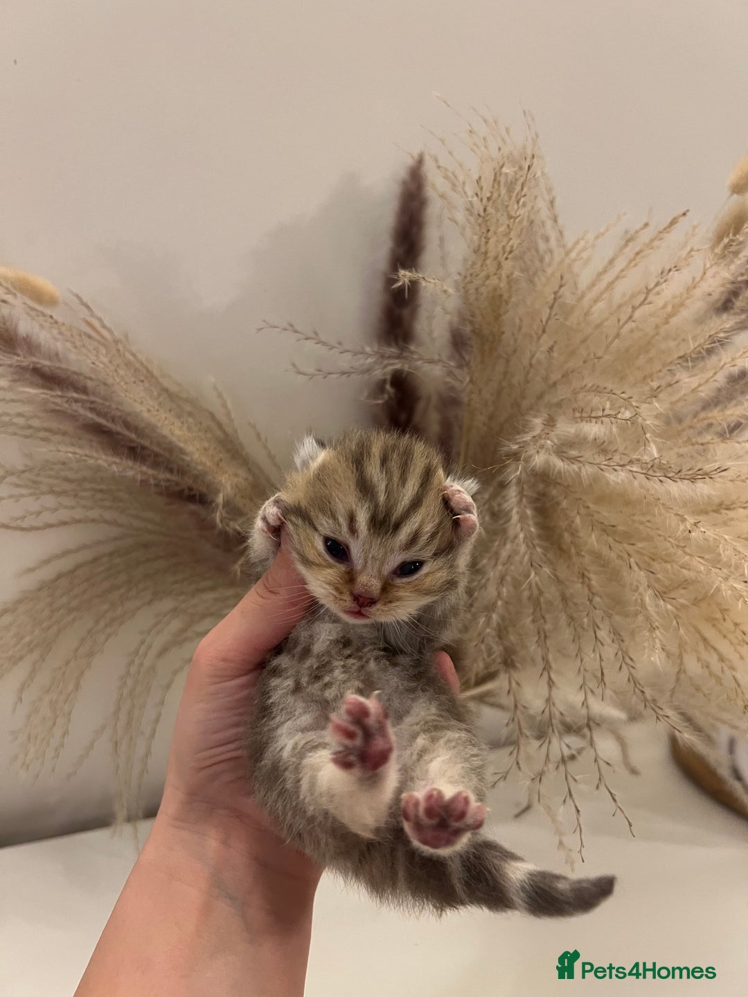 British Shorthair cats for sale:  Beautiful British Shorthair Kittens Available 🐾 - Advert 9