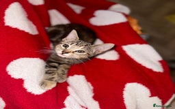 Mixed Breed cats for sale: Pretty little girls  - Image 30