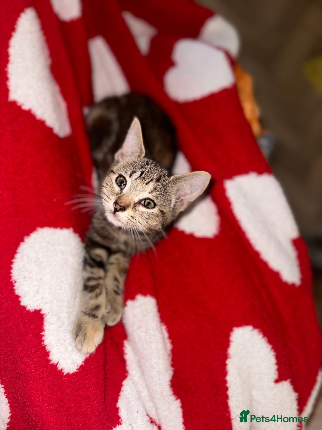 Mixed Breed cats for sale: Pretty little girls  - Image 30