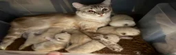 Ragdoll cats for sale: Beautiful Ragdoll Kittens :)  - Advert 3