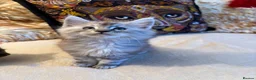 Maine Coon cats for sale: 🐾 beautiful maine coon kittens  - Advert 9