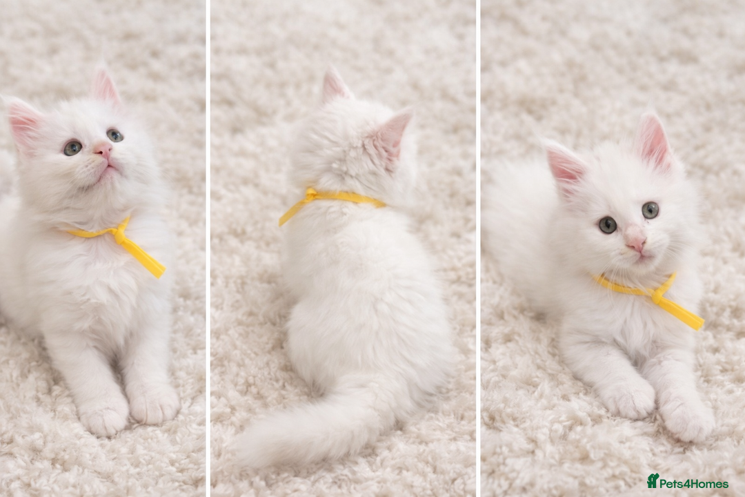 Maine Coon cats for sale: Outstanding pedigree kittens - Advert 16