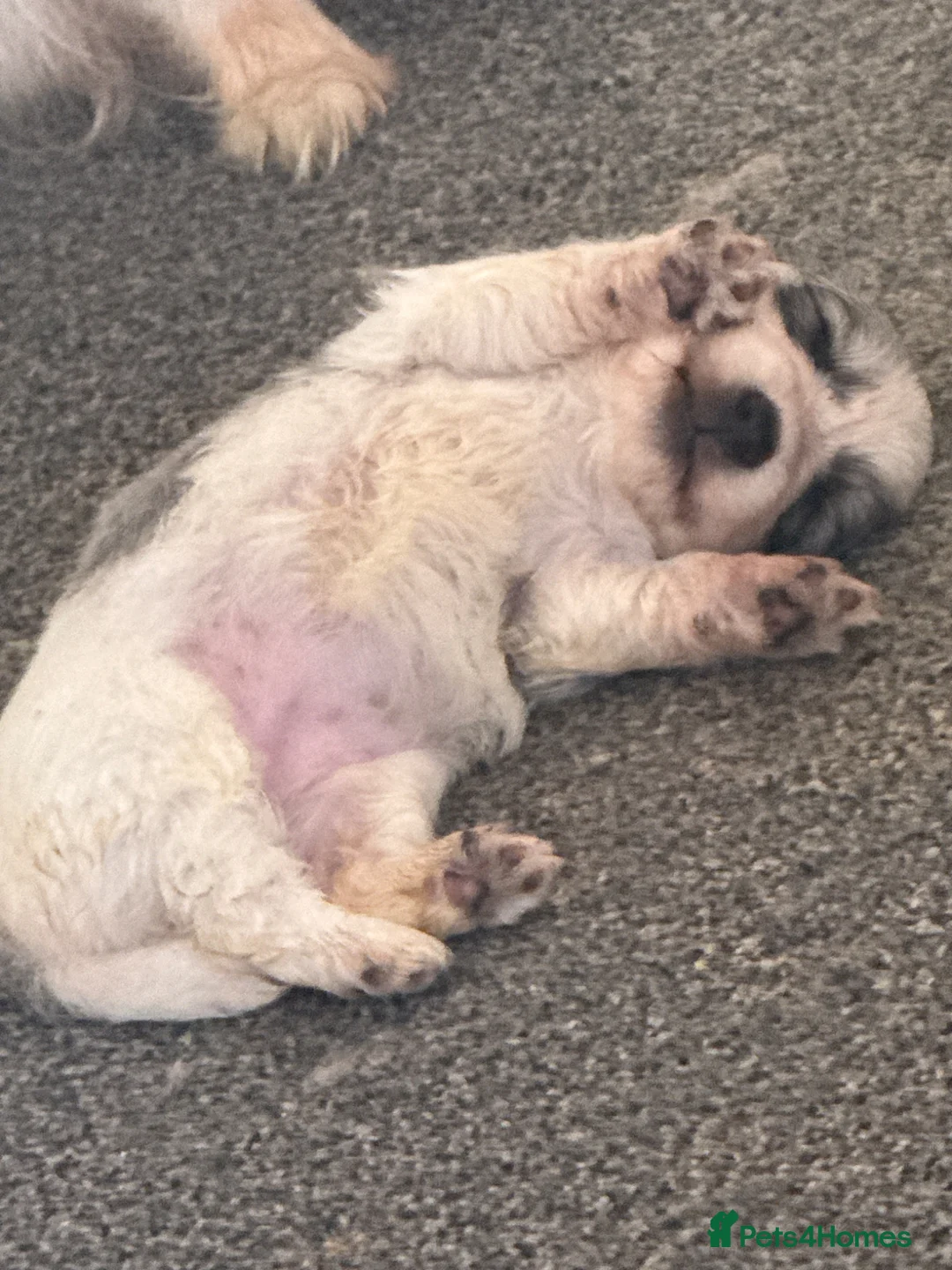 Mixed Breed dogs for sale: Cockeranians for sale 1 girl and two boys  - Advert 2