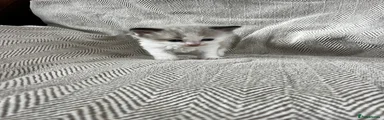 Maine Coon 1