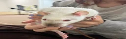 Rat rodents for sale: Pair female adult rats - free to good home - Advert 7