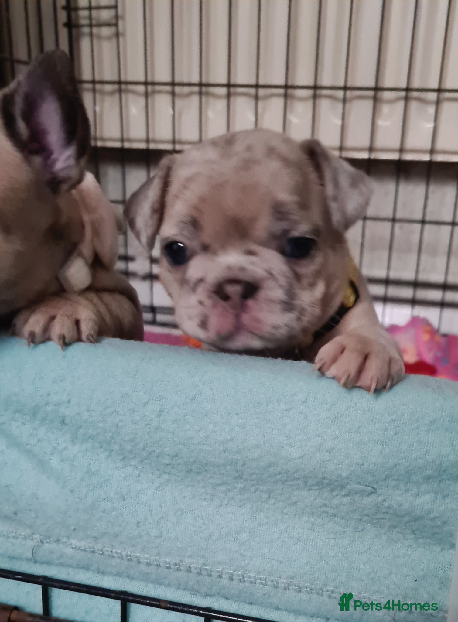 French Bulldog dogs for sale: French bulldog - Advert 15